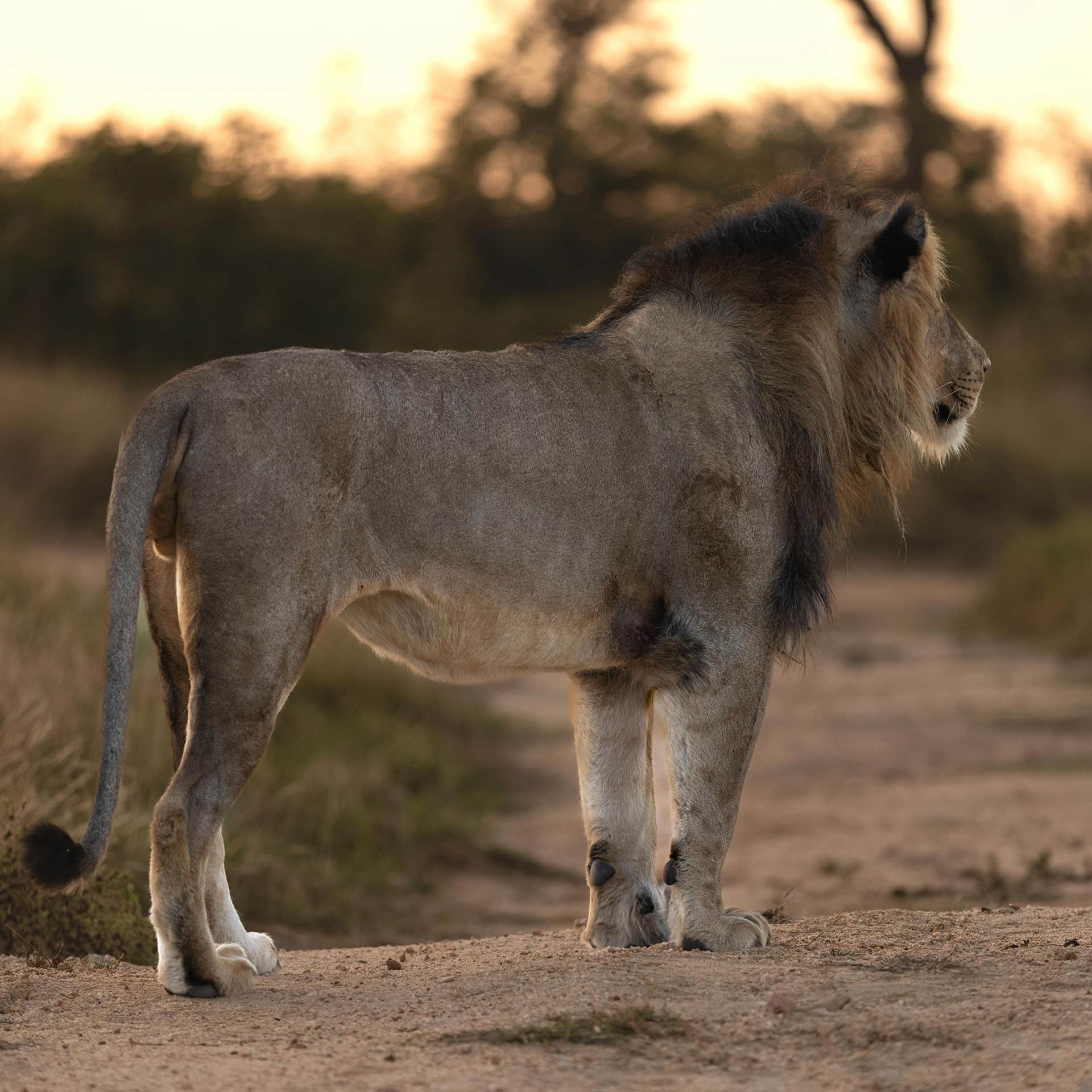 View-Of-A-Lion-At-Kapama-Private-Game-Reserve View Of A Lion At Kapama Private Game Reserve