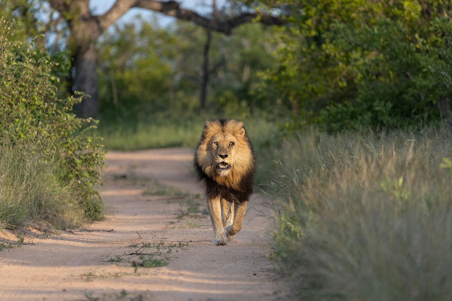 View-Of-A-Lion-At-Kapama-Private-Game-Reserve View Of A Lion At Kapama Private Game Reserve