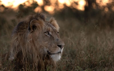 Interesting Facts About Lions – Kapama Private Game Reserve
