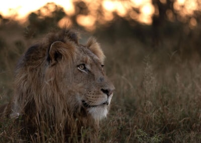 View Of A Lion At Kapama Private Game Reserve