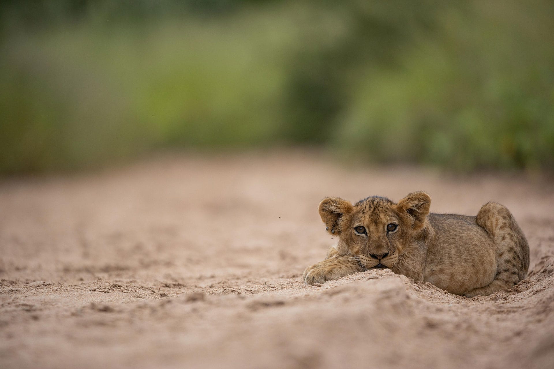 View-Of-A-Lion-Cub-At-Kapama-Private-Game-Reserve View Of A Lion Cub At Kapama Private Game Reserve