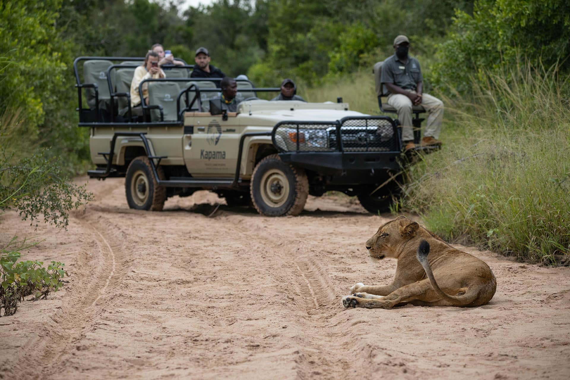 View-Of-A-Lion-During-A-Game-Drive View Of A Lion During A Game Drive