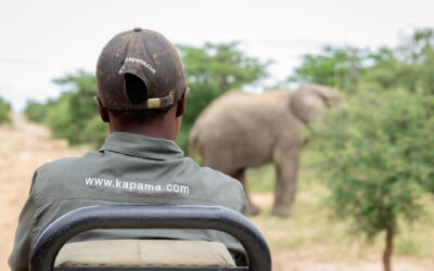 Elephant Behaviour And Facts – Kapama Private Game Reserve