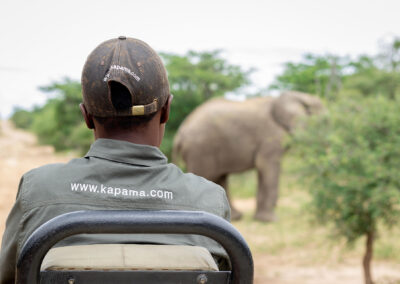 View Of An Elephant At Kapama Private Game Reserve
