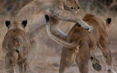 A warm welcome from a cold Kapama