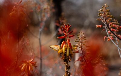 The Importance Of Bees – Kapama Private Game Reserve