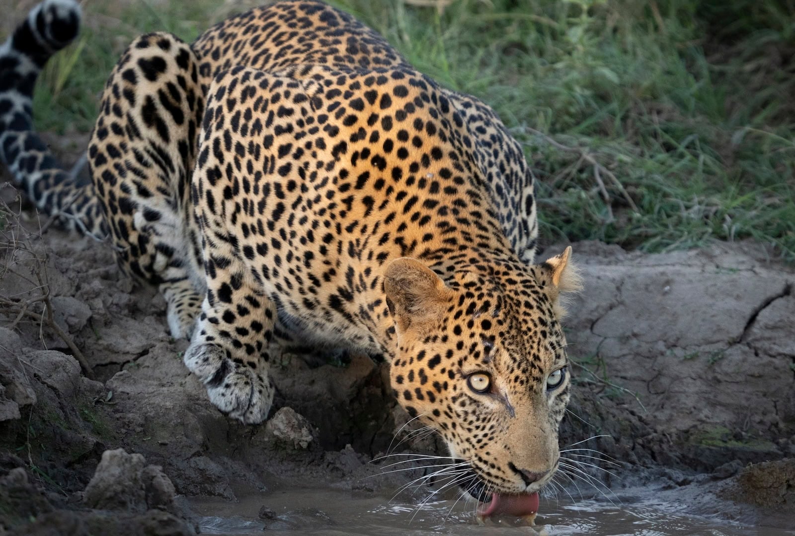 Kapama Wildlife Leopard drinking water