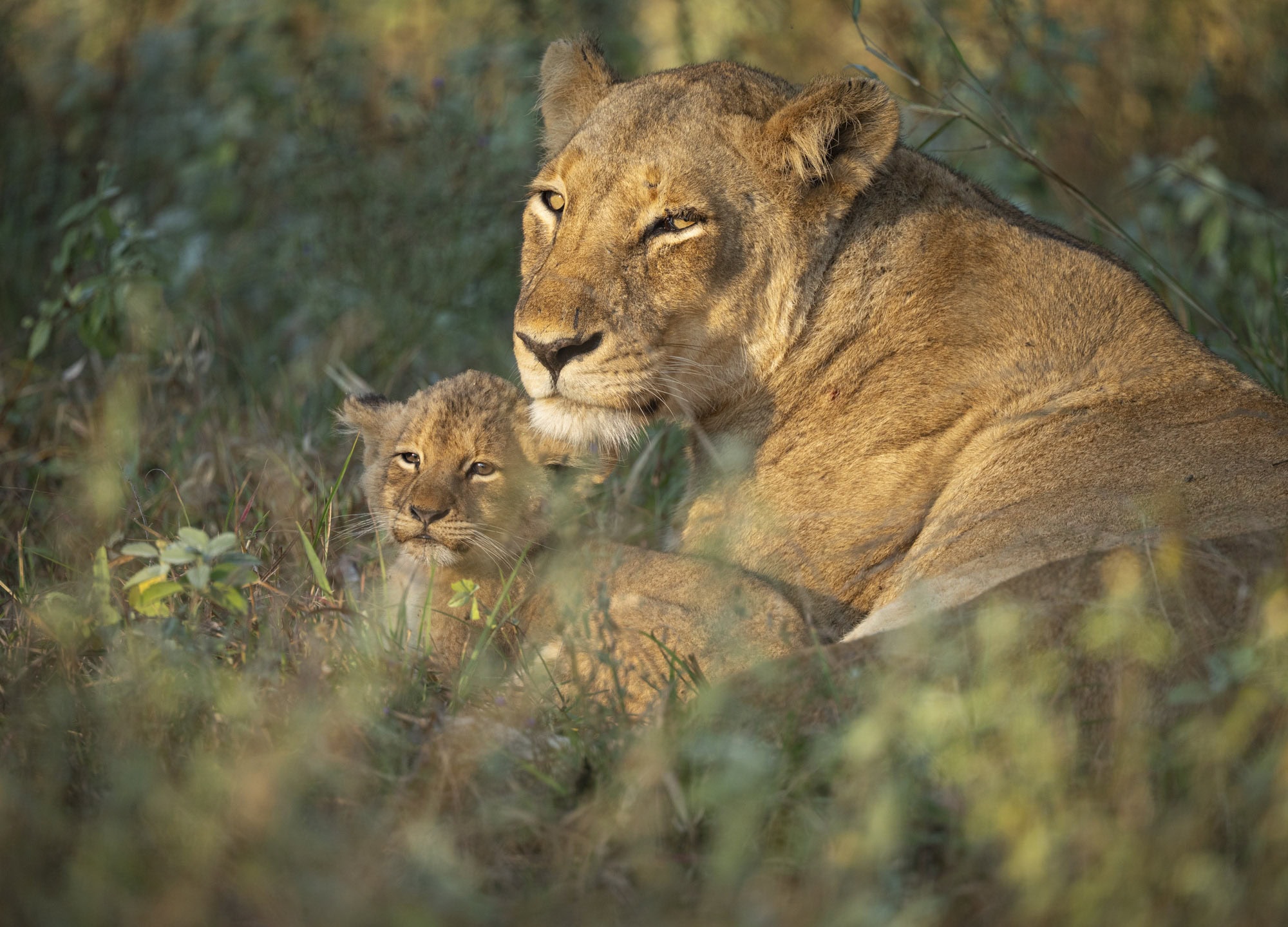 Wildlife Lion and cub HPH