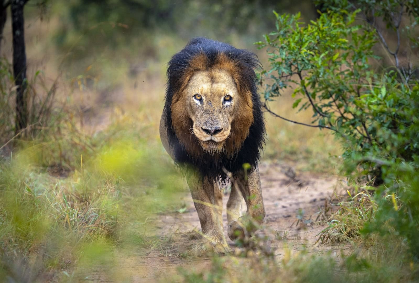Kapama Wildlife Lion male